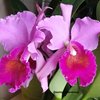 Cattleya Massillensis purple Midnight